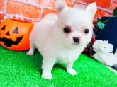 チワワ(ロング)【神奈川県・男の子・2020年8月28日・クリーム】の写真2