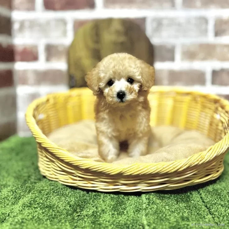 ID：2508-02892の子犬