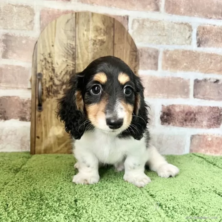 K.N 様のお迎えした子犬