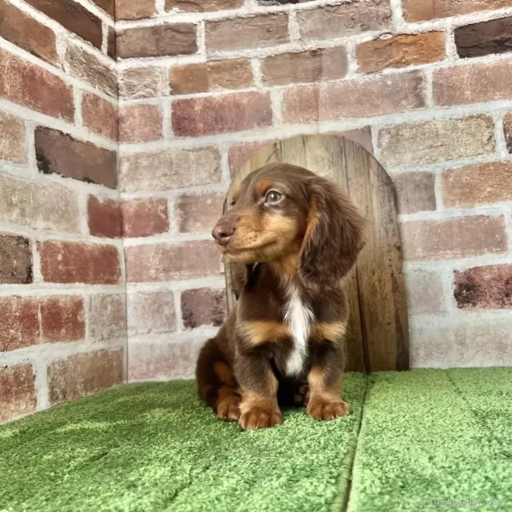 ID:2503-02879の子犬