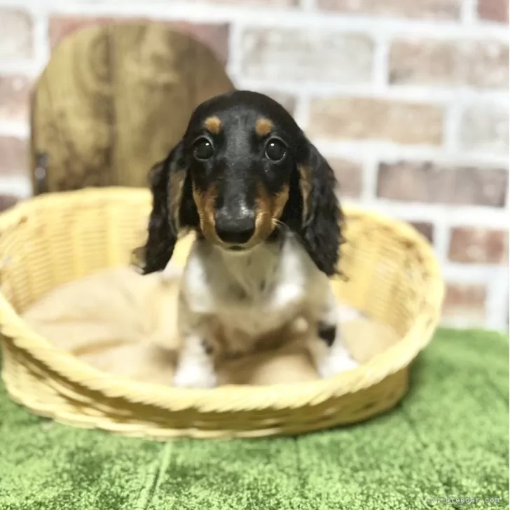 ID：2507-02294の子犬