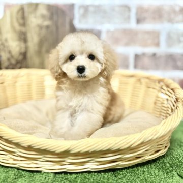 トイプードル(トイ)【愛知県・男の子・2025年6月21日・クリーム】の写真「遺伝子病安心⭐︎好奇心旺盛甘えん坊王子🤴」