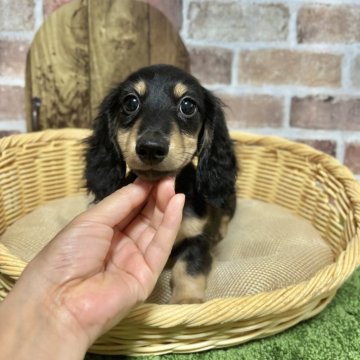 ミニチュアダックスフンド(ロング)【愛知県・男の子・2025年7月13日・ブラックタン】の写真「PRA安心⭐︎ちょっと怖がり慣れたらはちゃめちゃ」