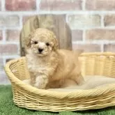 トイプードル(トイ)