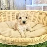 トイプードル(トイ)【愛知県・女の子・2024年11月28日・アプリコット】の写真1