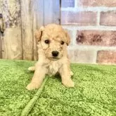 トイプードル(トイ)【愛知県・女の子・2024年11月28日・アプリコット】の写真1