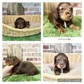 ミニチュアダックスフンド(ロング)【愛知県・男の子・2025年2月16日・チョコタン】の写真8