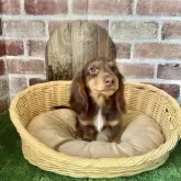 ミニチュアダックスフンド(ロング)【愛知県・男の子・2025年2月16日・チョコタン】の写真2