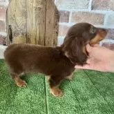 ミニチュアダックスフンド(ロング)【愛知県・男の子・2025年2月16日・チョコタン】の写真5