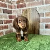 ミニチュアダックスフンド(ロング)【愛知県・男の子・2025年2月16日・チョコタン】の写真4