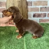 ミニチュアダックスフンド(ロング)【愛知県・男の子・2025年2月16日・チョコタン】の写真6