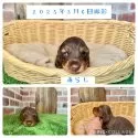 ミニチュアダックスフンド(ロング)【愛知県・男の子・2025年2月16日・チョコタン】の写真7