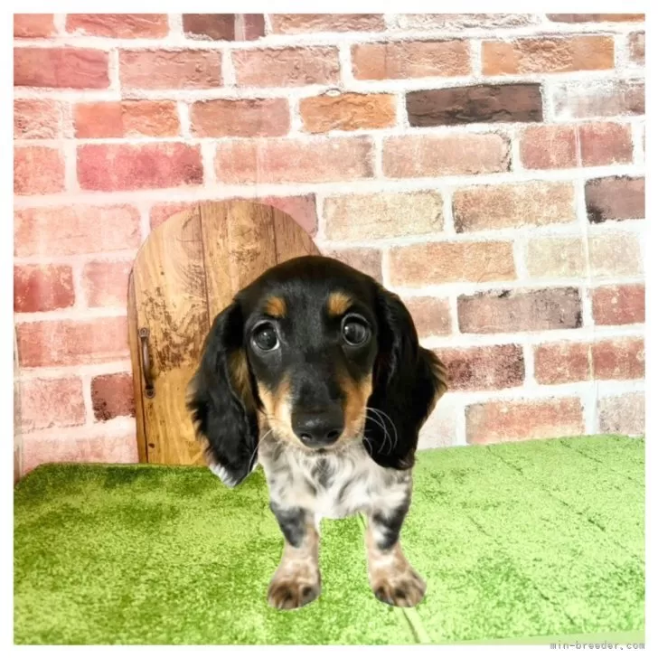 ID：2405-04206の子犬
