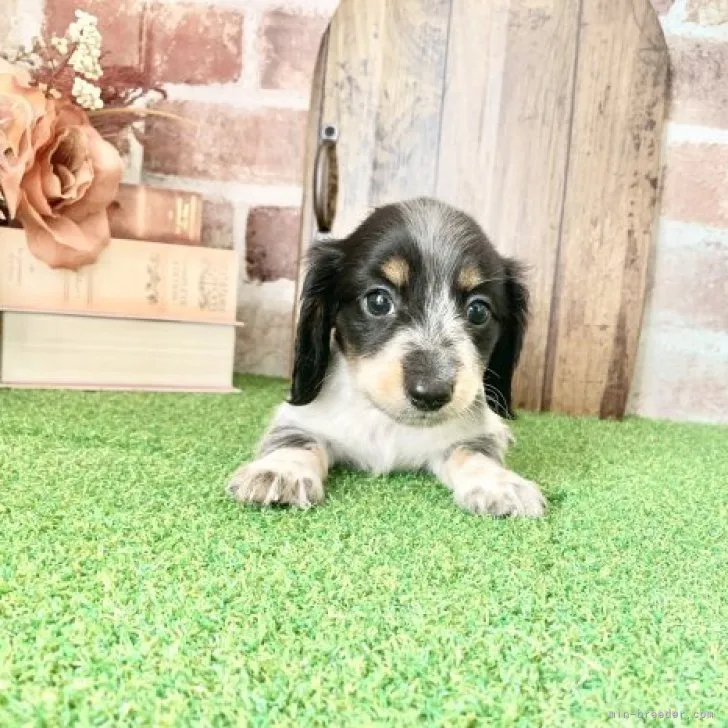 ID：2310-03381の子犬