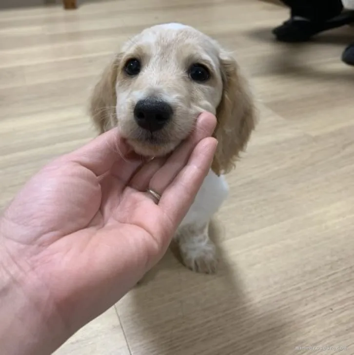 ID：2304-03752の子犬