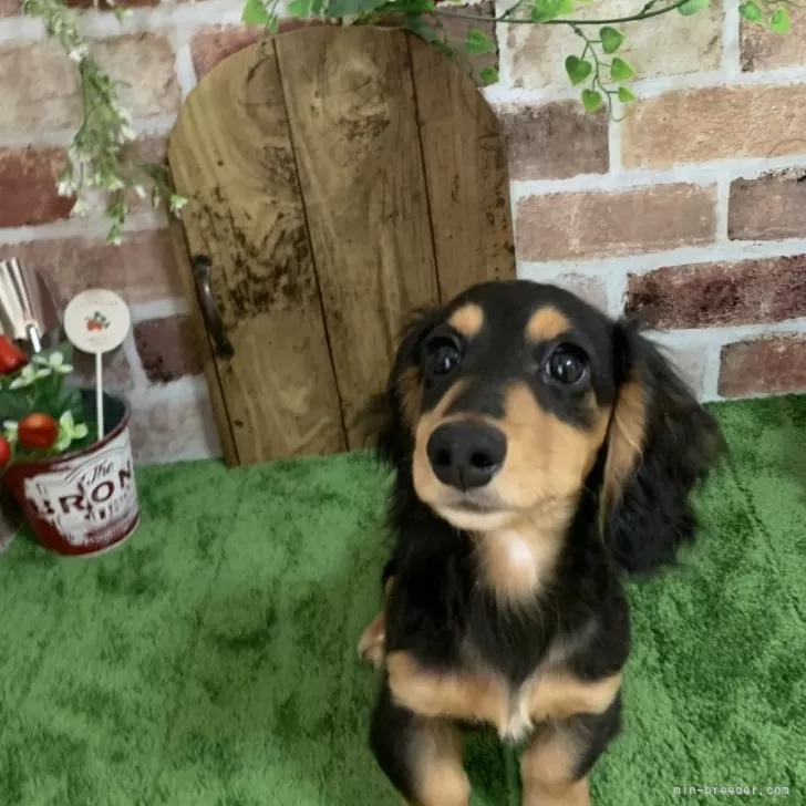 ID：2402-01753の子犬