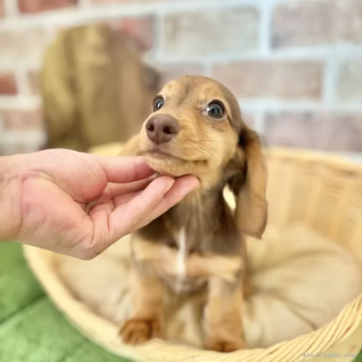 R.Y 様のお迎えした子犬