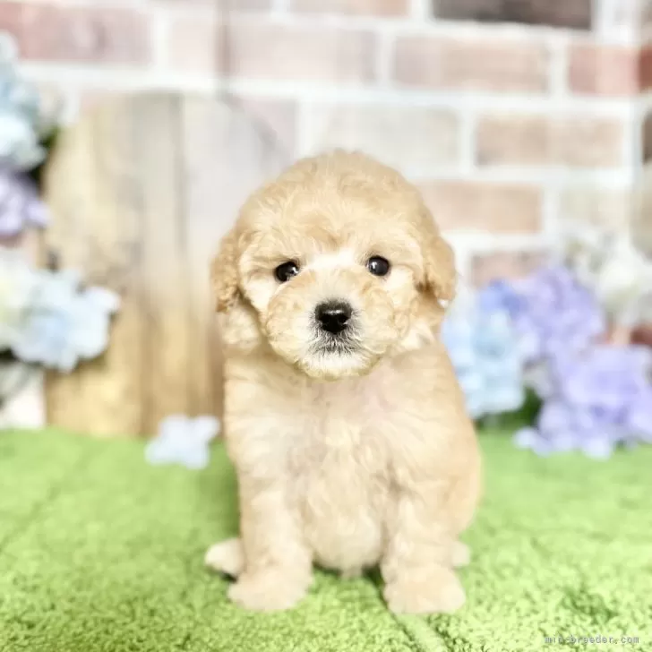 ID:2406-02495の子犬