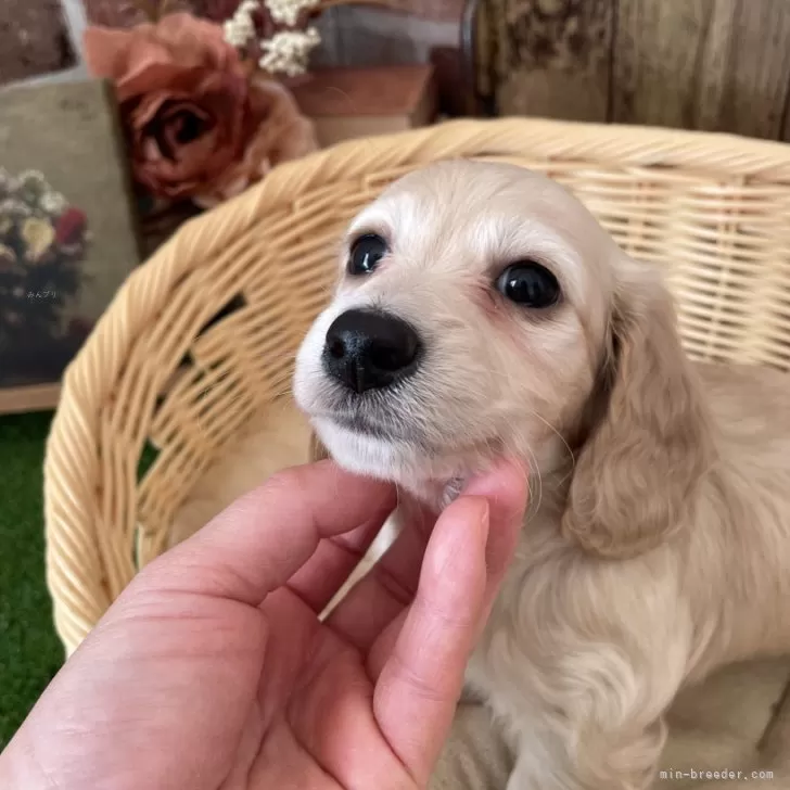 ID：2402-01752の子犬