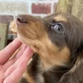 ミニチュアダックスフンド(ロング)【愛知県・男の子・2024年1月1日・チョコタン】の写真2