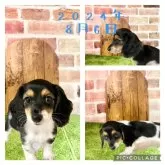 ミニチュアダックスフンド(ロング)【愛知県・女の子・2024年6月9日・ブラックタンパイボールド】の写真4
