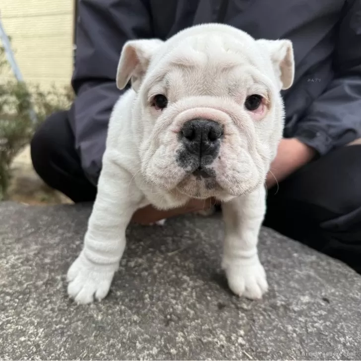 ID：2501-05108の子犬