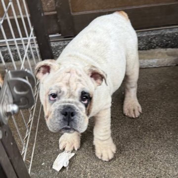 ブルドッグ【三重県・男の子・2025年7月16日・ホワイト&レッド】の写真「両親ともにjkcチャンピオンの直子です。」