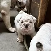 ブルドッグ