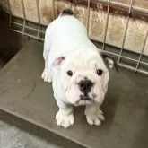 ブルドッグ