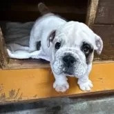 ブルドッグ