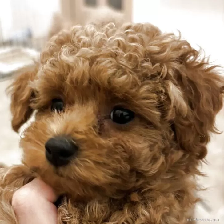 K.H 様のお迎えした子犬