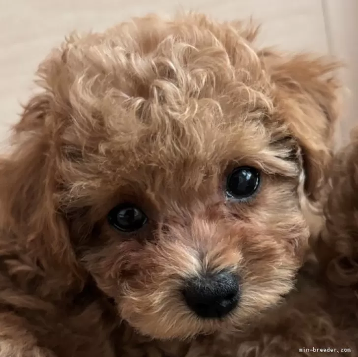 梨花 様のお迎えした子犬