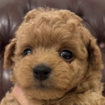 トイプードル(タイニー)【兵庫県・男の子・2025年10月20日・レッド】の写真「整ったお顔の男の子
遺伝子検査3項目クリア」