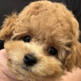 トイプードル(タイニー)