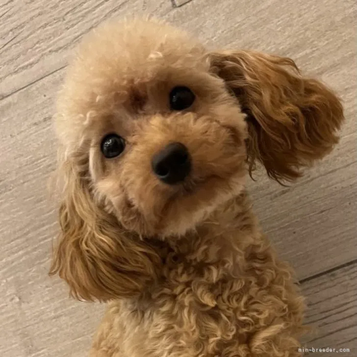 ID：2302-02805の子犬