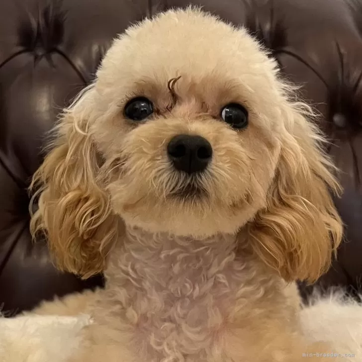 ともみ 様のお迎えした子犬