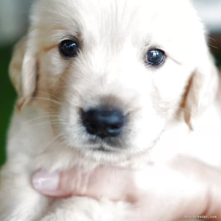 ID:2509-02311の子犬