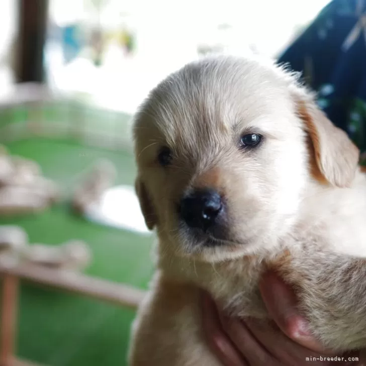 ID：2507-02117の子犬
