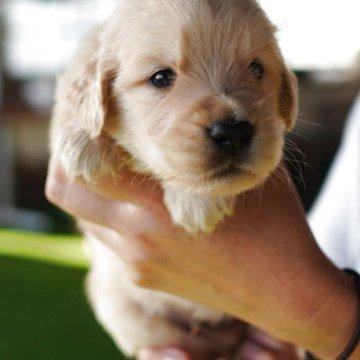 ゴールデンレトリバー【千葉県・男の子・2025年8月14日・ゴールド】の写真「しっかりした骨格で健康に育ってます」