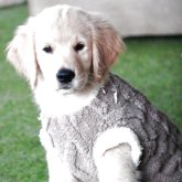 ゴールデンレトリバー