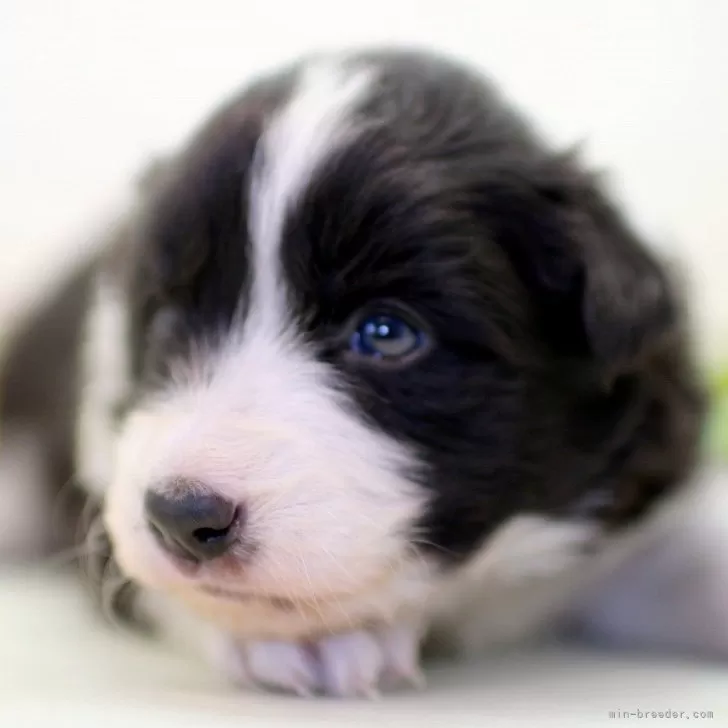 ID：2502-06701の子犬