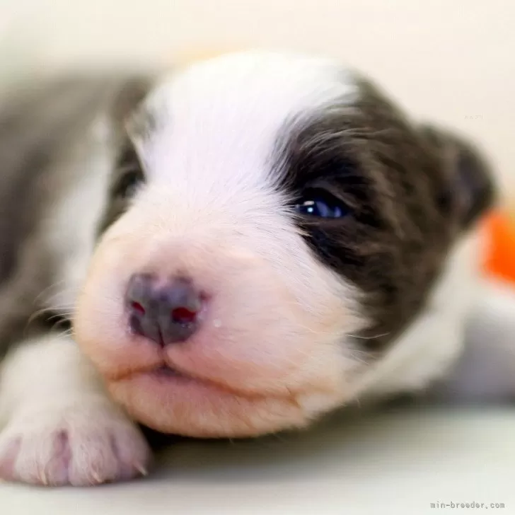 ID：2501-07499の子犬