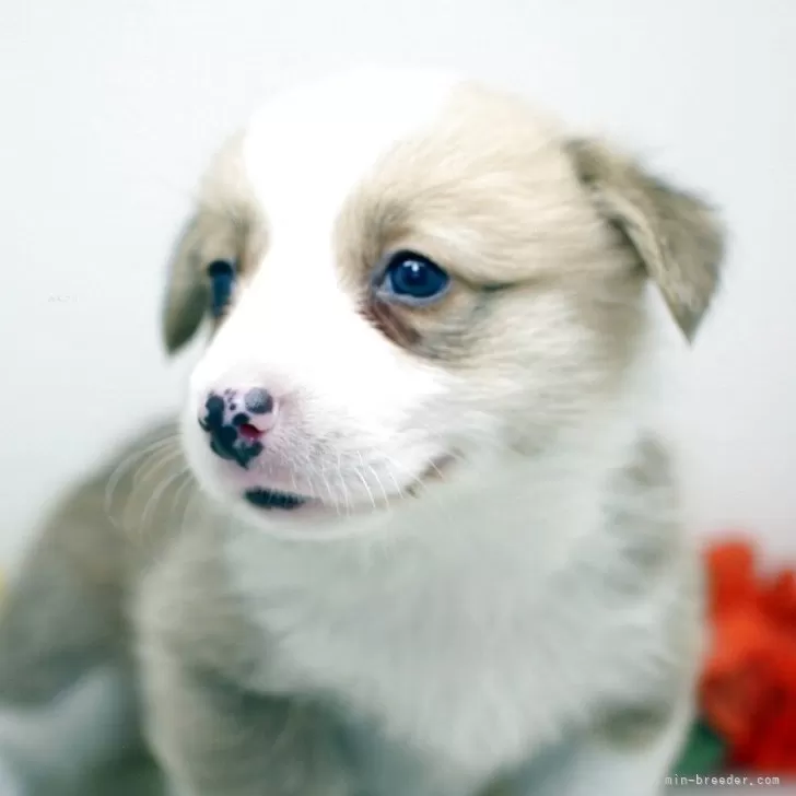 ID:2507-04141の子犬