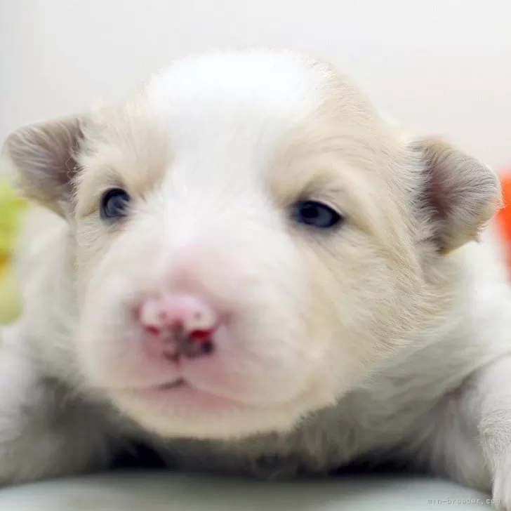 ID：2503-02676の子犬