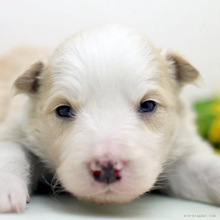 ID：2503-02670の子犬