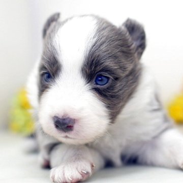 ボーダーコリー【埼玉県・女の子・2025年9月10日・ブルー&ホワイト】の写真「兄弟仲良く成長中！両親共に会えますよ　♬」