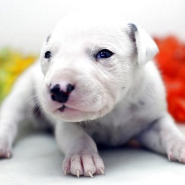 ダルメシアン【埼玉県・男の子・2025年10月15日・ホワイト&ブラック】の写真「兄弟仲良くスクスクと成長しています♪」