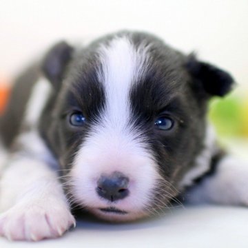 ボーダーコリー【埼玉県・女の子・2025年1月7日・ブラック&ホワイト】の写真「兄弟仲良く成長しています♫」