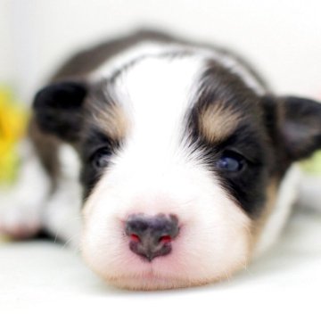 ボーダーコリー【埼玉県・男の子・2025年7月23日・ブラックタン&ホワイト】の写真「性格の良い両親、共に会えますよ♬」