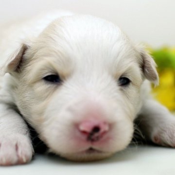 ボーダーコリー【埼玉県・男の子・2025年1月25日・レッド&ホワイト】の写真「兄弟仲良く成長しています♫」